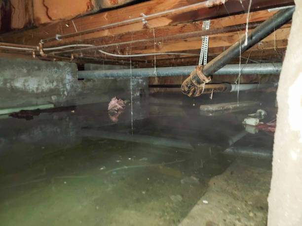 Best Mold removal after water damage  in Colorado City, AZ